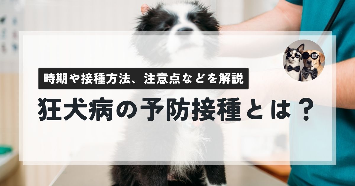 狂犬病の予防接種とは？時期や接種方法、注意点などを解説